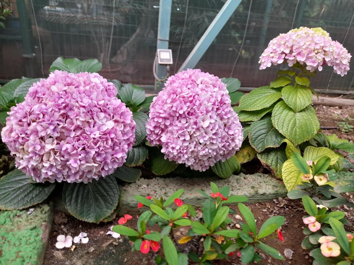 Tenerife Homestay San Miguel de Abona Exteriör bild